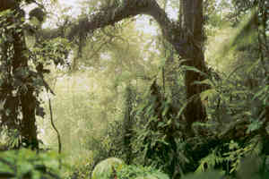 Parque Nacional Yanachaga - Chemillén