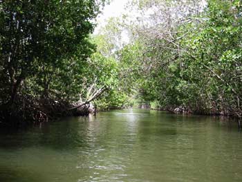 Parque Nacional Cordillera Azul